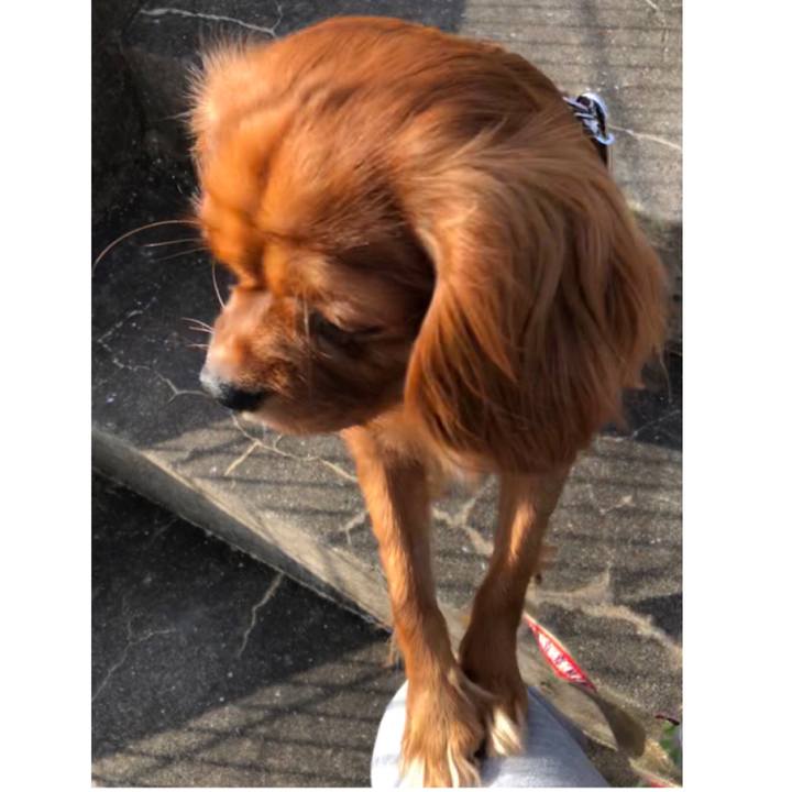 E6a5acee 752e 4a94 90bf d7c08b17dee2 1542752181857