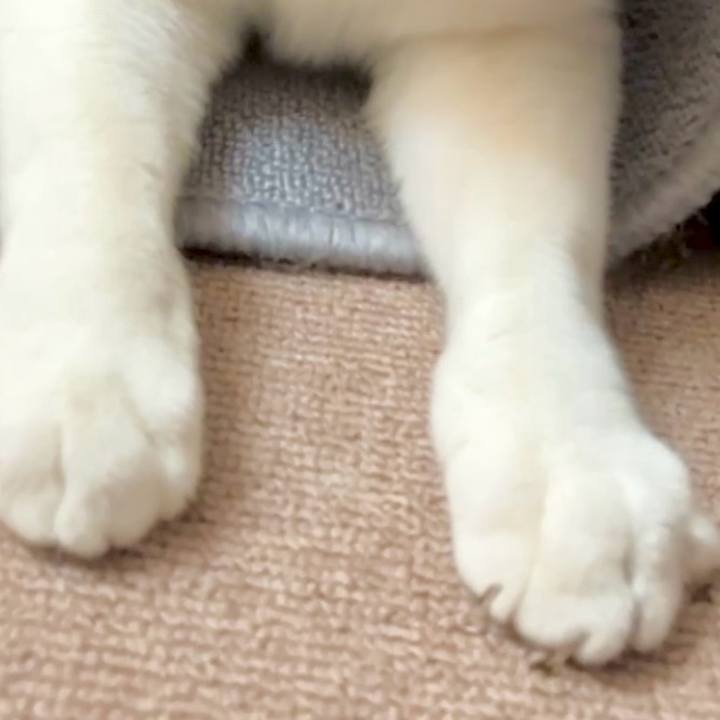 E6a6bc6b 880e 40a0 b1ce 3f4717a4941b 1731554596231