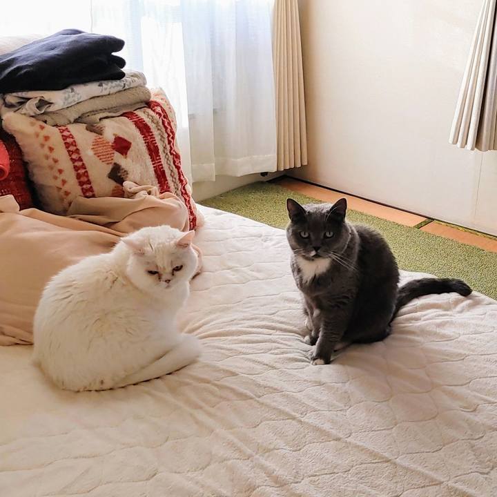 E6a92a74 36cd 4ccd 8cf6 0ea919360e9a 1734783883823