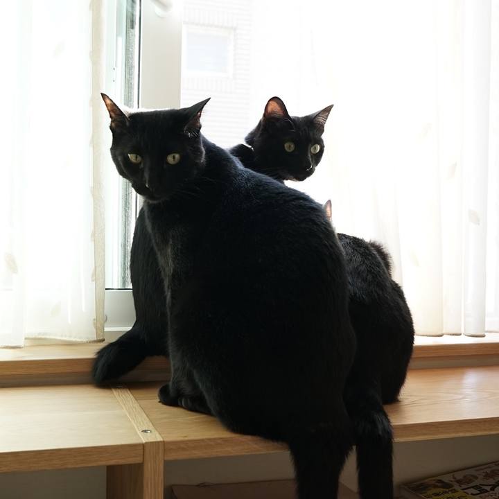 E6a96a7d 48cf 4085 9fe0 ae70ed775609 1558796850595