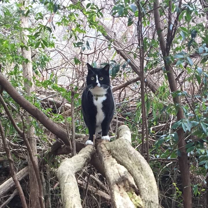 E6ad57c8 2f9f 45e0 bc39 14f61e549ded 1541835099226