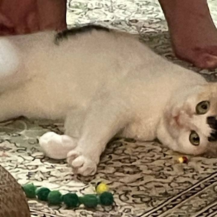 E6adaeb0 157a 4cb8 8e07 c5f69bbc03c3 1751288291739