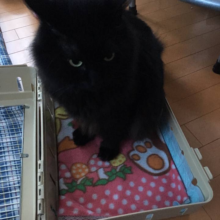 E6af28ca 0dd0 43b9 9bd9 7137c6c436ac 1512547410252