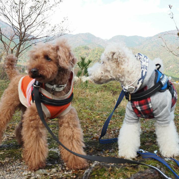 E6afb3d1 2158 4c2e bedc 82e0d46dd325 1510376217298