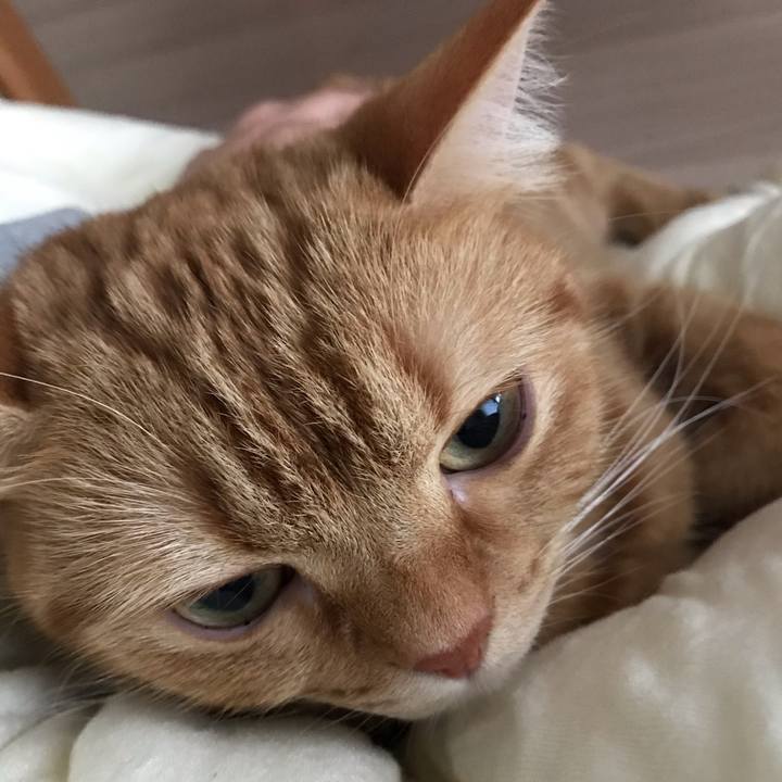 E6afbdd9 744d 43e1 b1d2 c0c070e32738 1541829616161