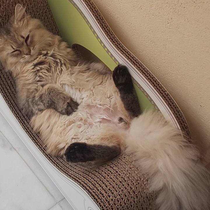 E6afca3e 6f3b 4912 acfe bf33b51393c1 1563845706765