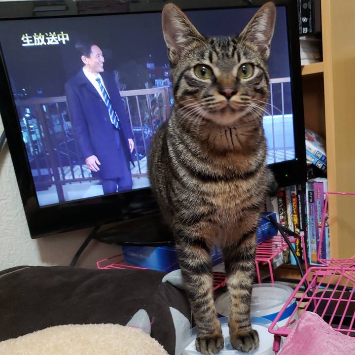 E6b274b5 1bc1 47bc a8fc bd1d4ca93fff 1549163506251