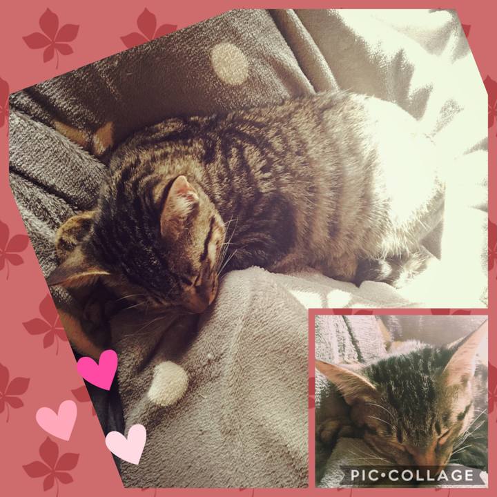 E6b36e98 e8cf 48c3 8da1 afc94d388b21 1540863039487