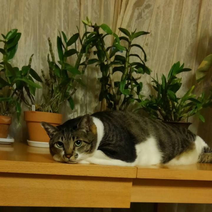 E6b681b1 f536 40b9 8a21 a1dac45eaeb9 1512124812782