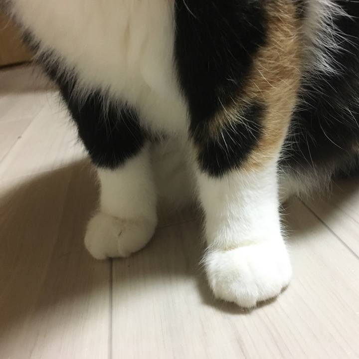 E6b7b5c6 88c2 4cf5 aace 2e569e8907da 1517149112631