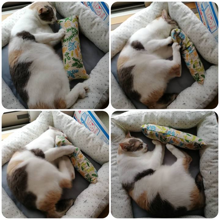 E6ba726c f093 4ec3 a825 b91723e01f66 1560587207615