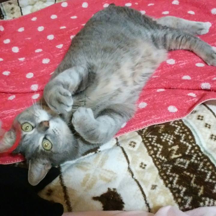 E6bca252 37c6 4218 a3a4 9bc41fc7fd79 1585569505764