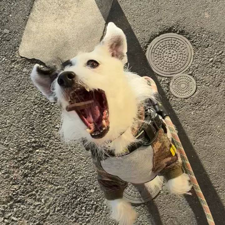 E6bcb5ad 33bd 4ac8 a98c 508290482c3b 1766015958132