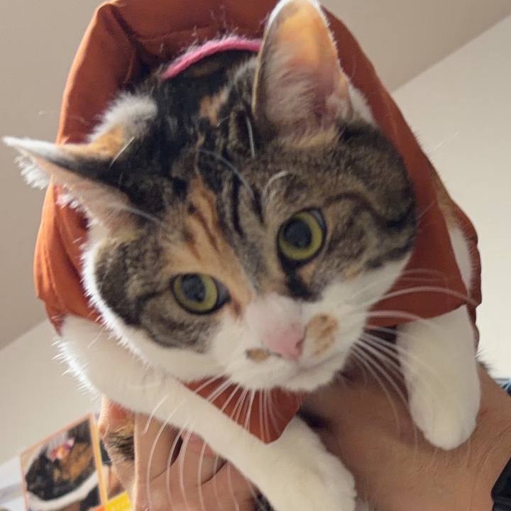 E6bd8d61 3a63 4dde a890 4e51dda7d3f6 1770747098498