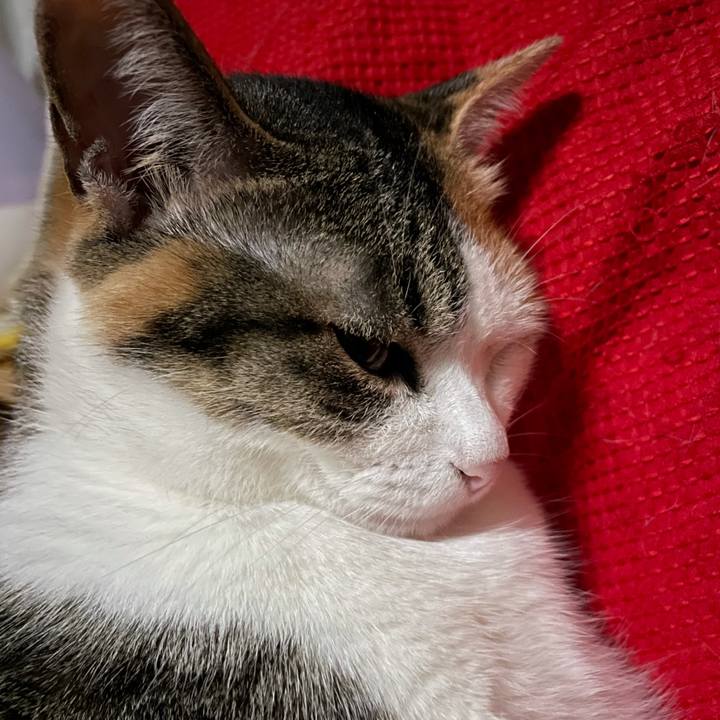 E6c06671 4c46 46ee a0de c085a03e2267 1620908915770