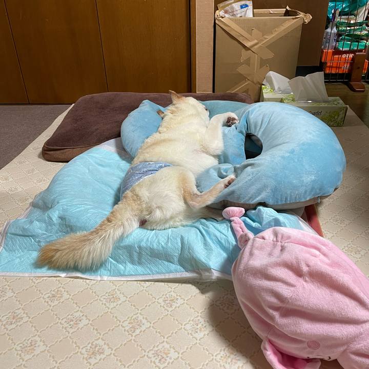 E6c11510 ced7 4cd1 bcf7 b8bb61ecf0e4 1661942872465