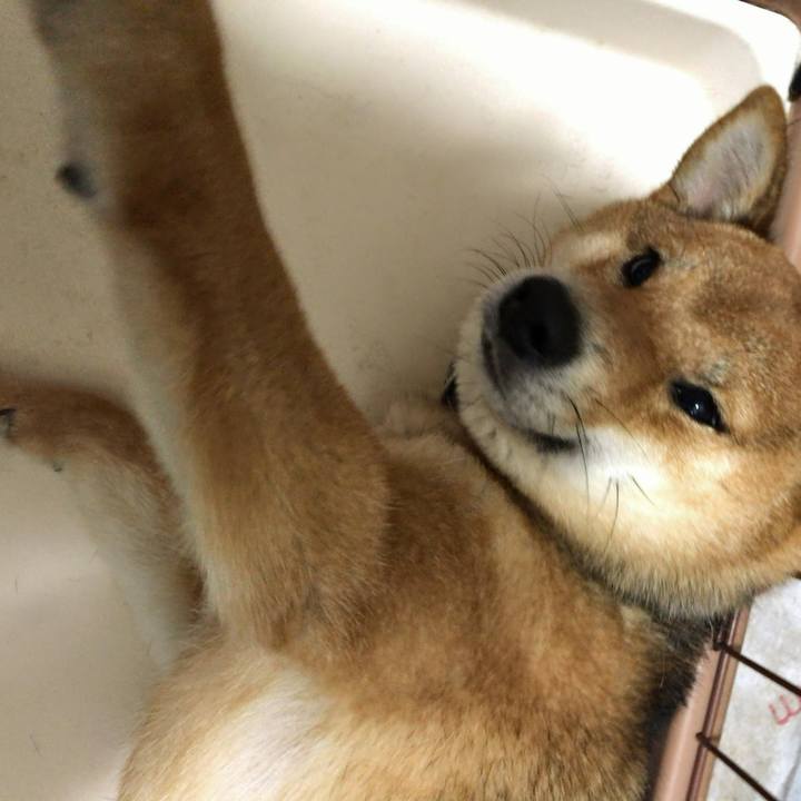 E6c1265c 33aa 4537 a905 4a21e2a15ce8 1520165021636