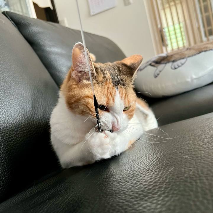 E6c38445 20ae 45dc a3ff ecc6609e01b1 1757561753717