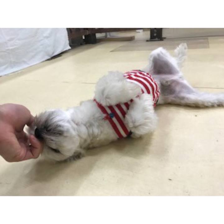 E6c49cf2 f413 4887 a808 d1e10ce0e12d 1574249471603