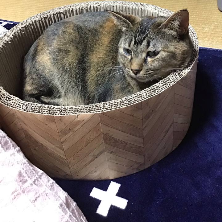 E6c4a0fe 6b4f 463c 8224 40a338a26341 1703755039023