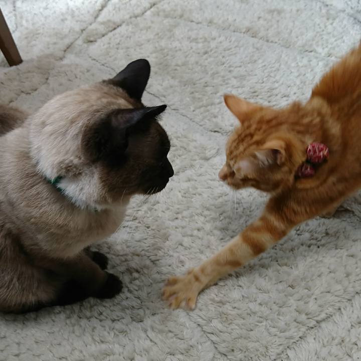 E6c4c58d 3cbd 4154 9810 df71c8470494 1514941751295