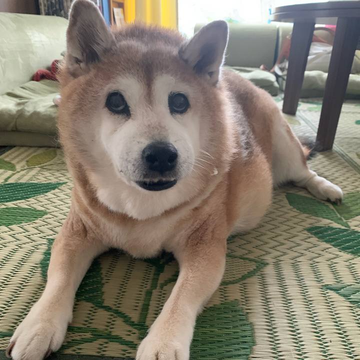 E6c65c26 86a6 4757 868f 9fb6d56c3ff8 1625365239454