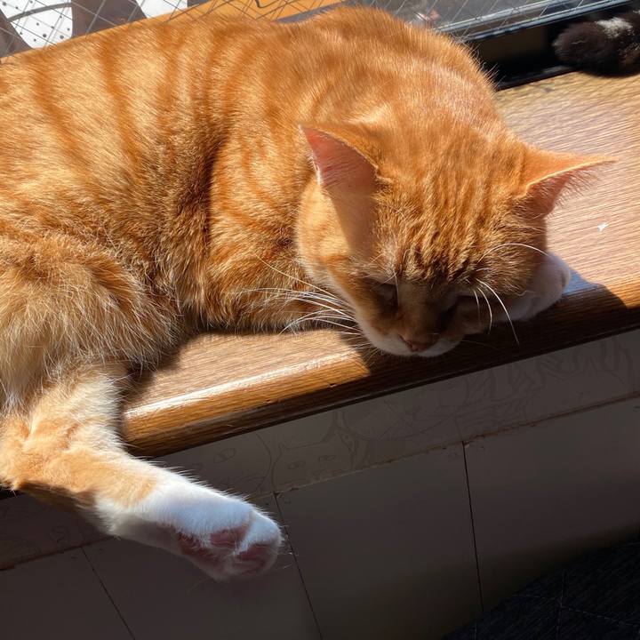 E6cae46a aff8 4c1a 851b 4a16c7f6900f 1587607661730