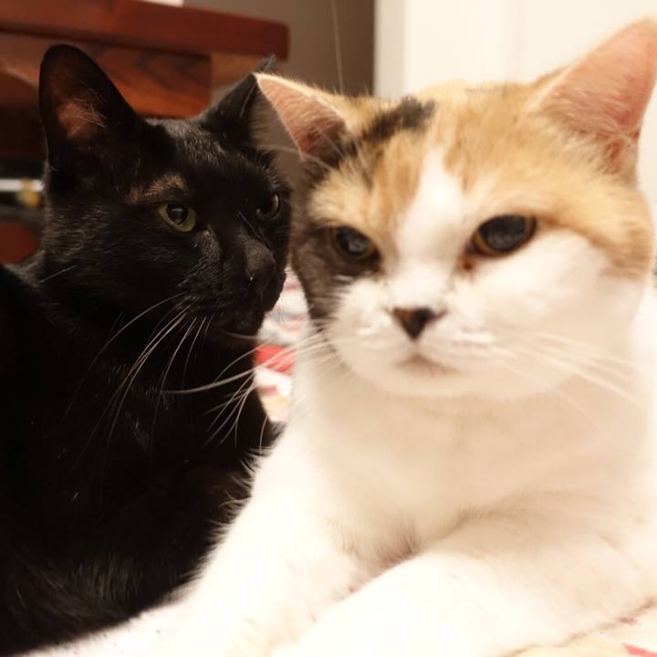 E6cbcf10 8d9f 4313 8d1f 288e004ed183 1570463840519