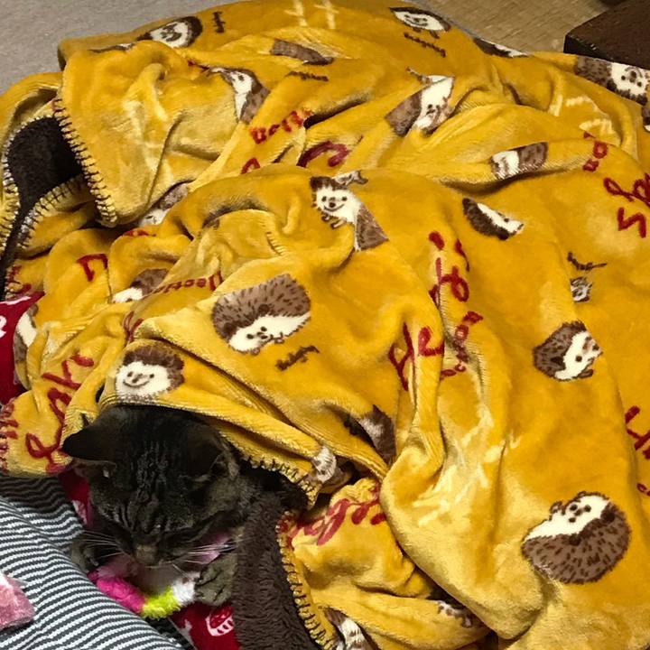 E6cc59b2 e6ba 4d17 89ba 0b4034e33dd3 1540413881069