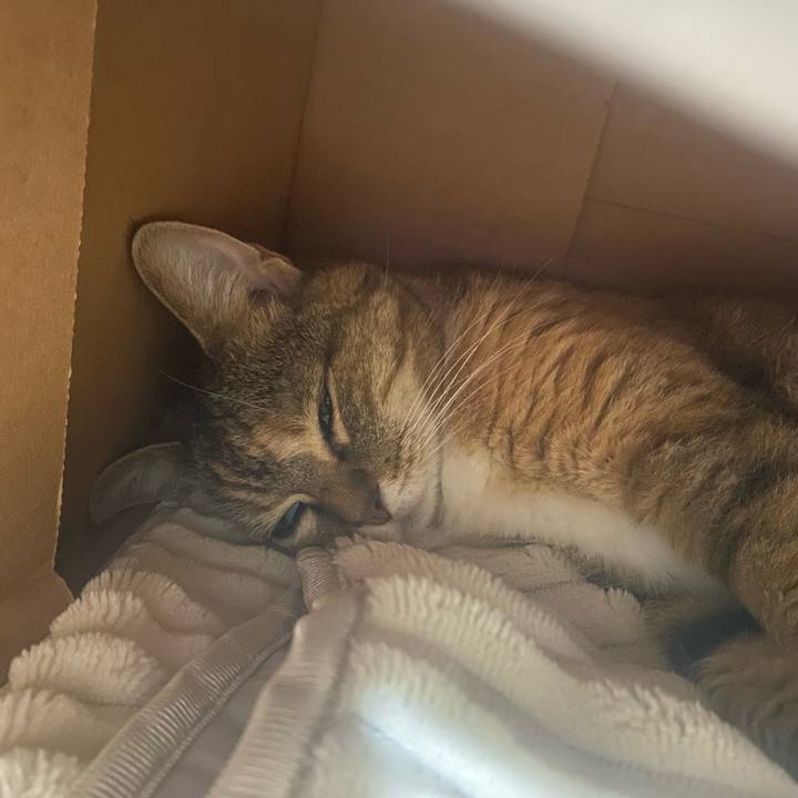 E6cd7e9c 6f88 479b 815a c786b516939f 1718988720216