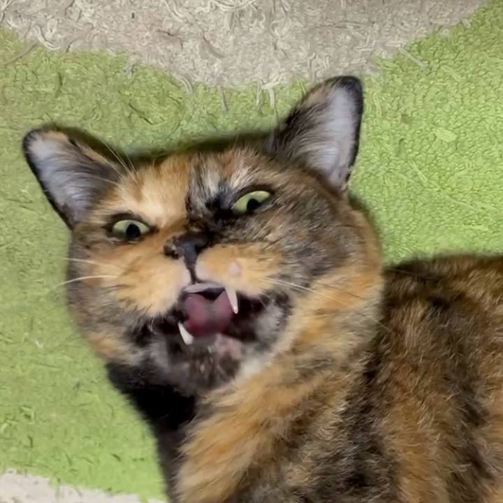 E6cf1f94 1f19 40d6 a41c 3cdf67cbe52d 1759027597466