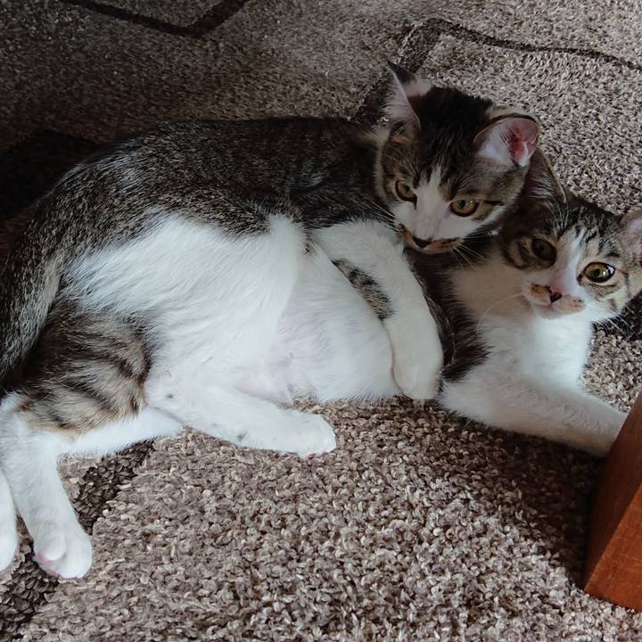 E6cf81ea d6e1 4ced 9f9c ff1d0ef6303c 1552870219731