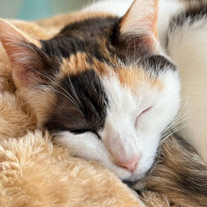 E6d1402b cbdc 4e3f 88f5 1c8e2348e8c2 1740794735310