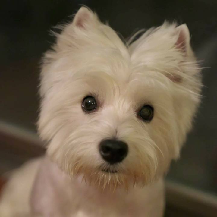 E6d2bd1e 3e36 4c4c 92f9 2aaf5c8b4761 1528676403912