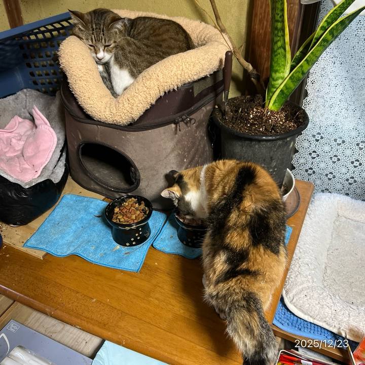 E6d3a72f ec1c 4231 a21a e629cb751236 1766440744576