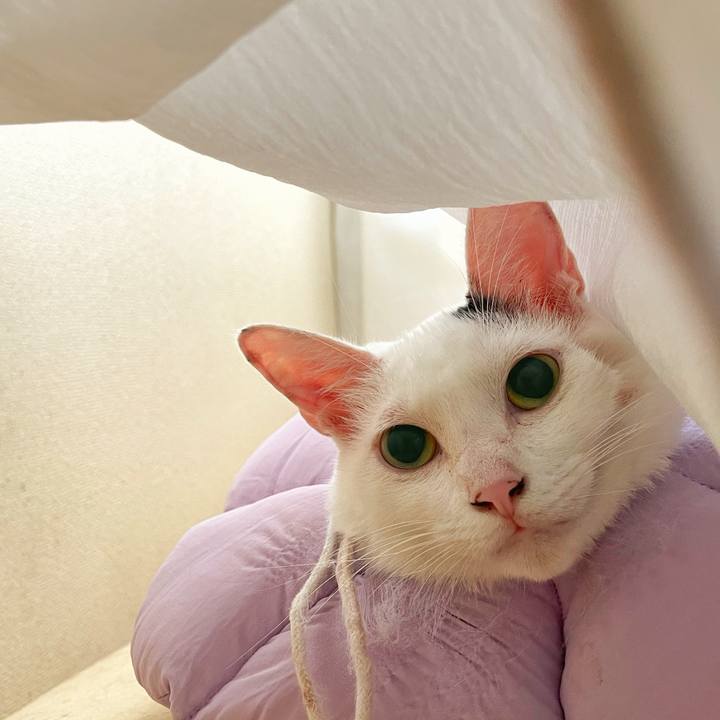 E6daadf6 acca 49f3 b878 d8ca67a32034 1758841735133