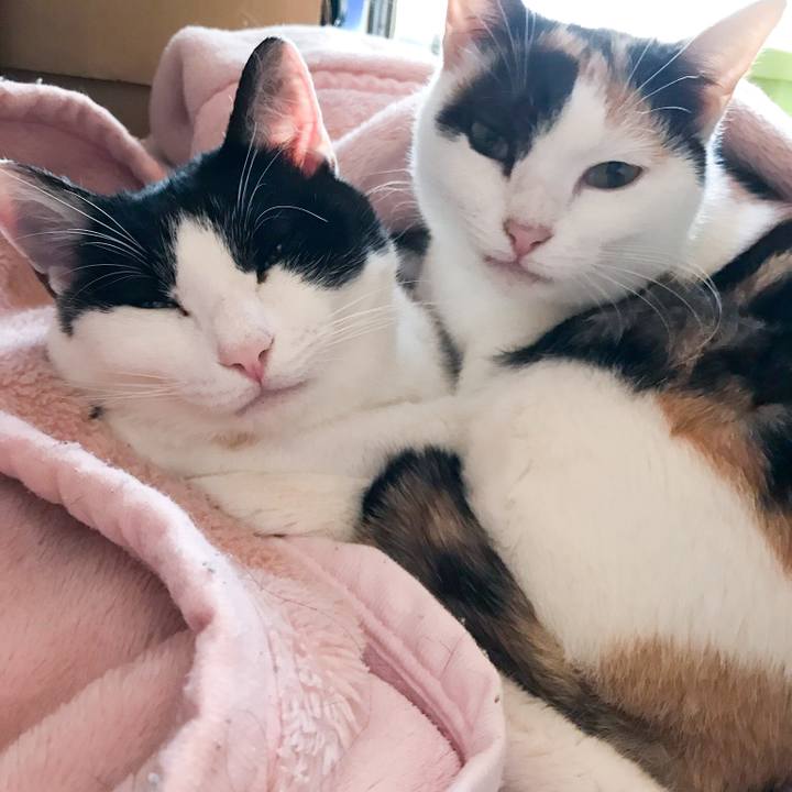 E6df67eb c2c1 467a ba68 ded3370530bf 1514884375907