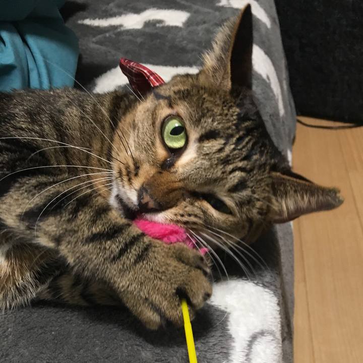 E6e11a68 9934 49ef aae1 b8965b6ab3b1 1545614847649