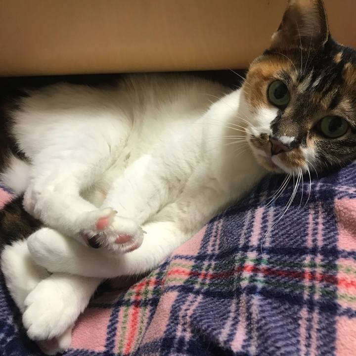 E6e13747 2ce2 4c4a 91df ae5fe63b6139 1577210271618