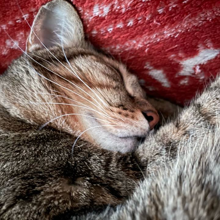 E6e1e617 88aa 4e6a aff0 5c86b08cfe9b 1670071815526