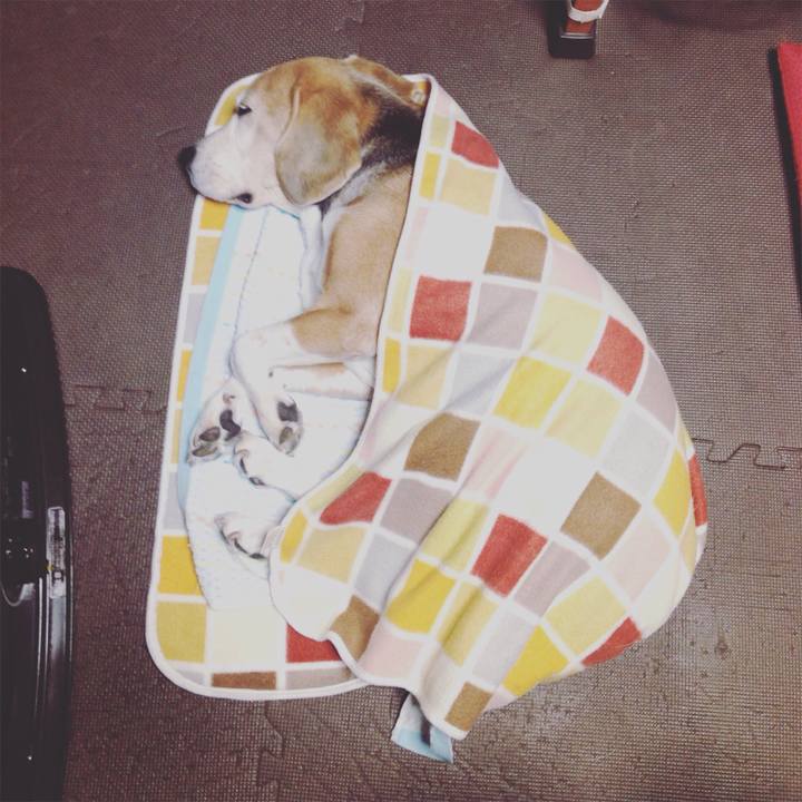 E6e31598 d083 44f7 856c bbb1e2ba982c 1512732249870