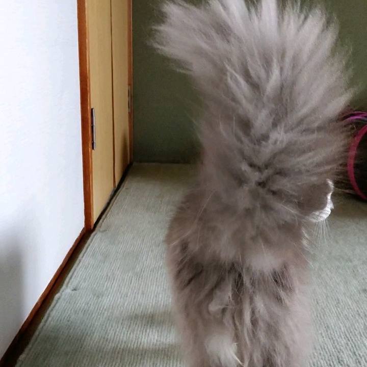 E6e3305d e755 4040 8125 6f1689d4e7d8 1592021852493