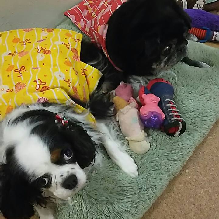 E6e8ad87 b389 45b1 96cb 1ca301e8a3cb 1547619289084