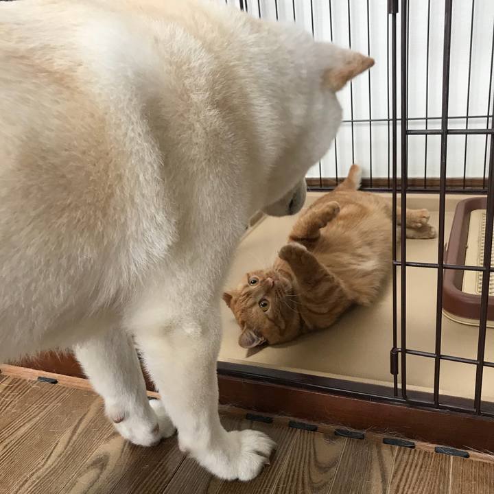 E6ecf1fe a421 453b 9c8b bda18f11d88d 1527642337120