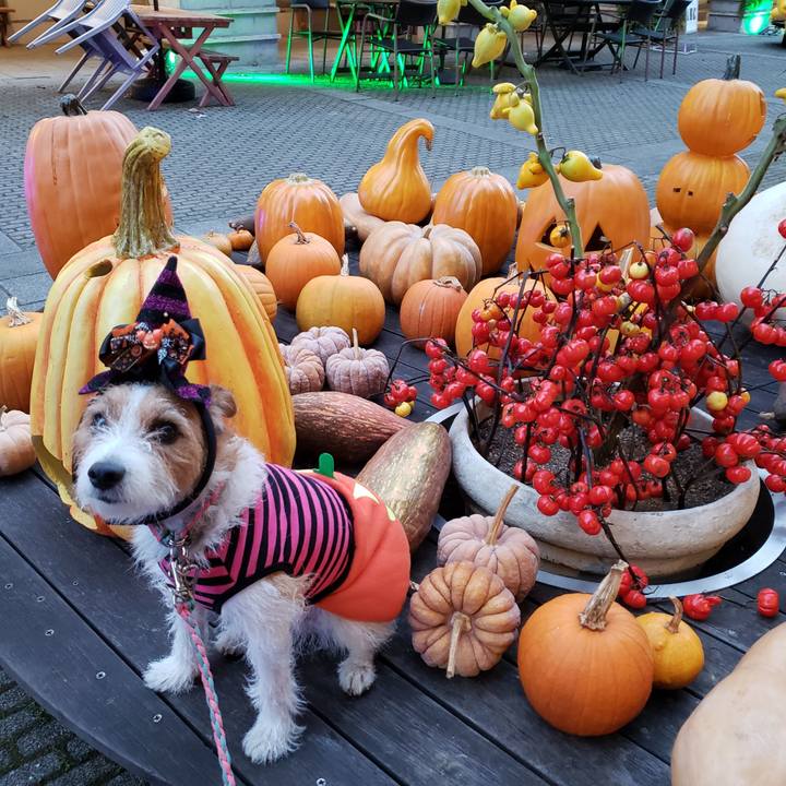 E6ed5927 14fb 4df1 812a 79955d7d064d 1635682023436