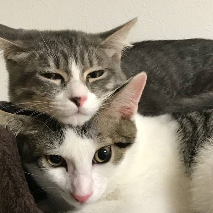 E6ef0cf4 477a 4d61 9e76 5ee1de20ed93 1534679496076