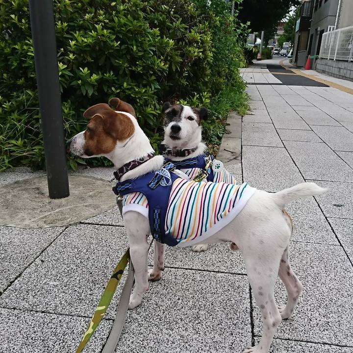 E6f2b535 db46 4bda 8816 91a2f7e3103d 1532554828512