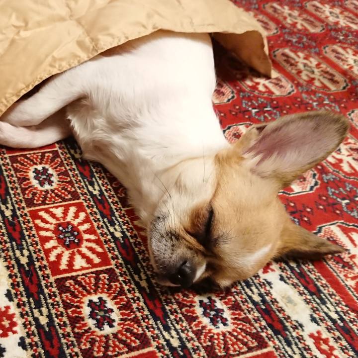 E6f3fa18 cda6 47f7 8153 fd620263e0d4 1545206283694