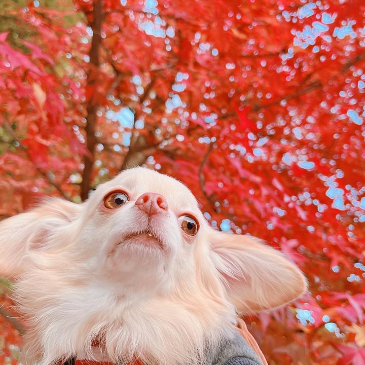 E6f77f8a 6a23 48ad be07 430d99181831 1667810453908