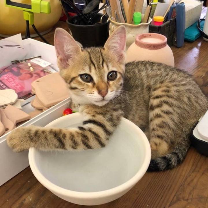 E6f90ffc 8ecf 406d a544 3697685ac63b 1634128625369